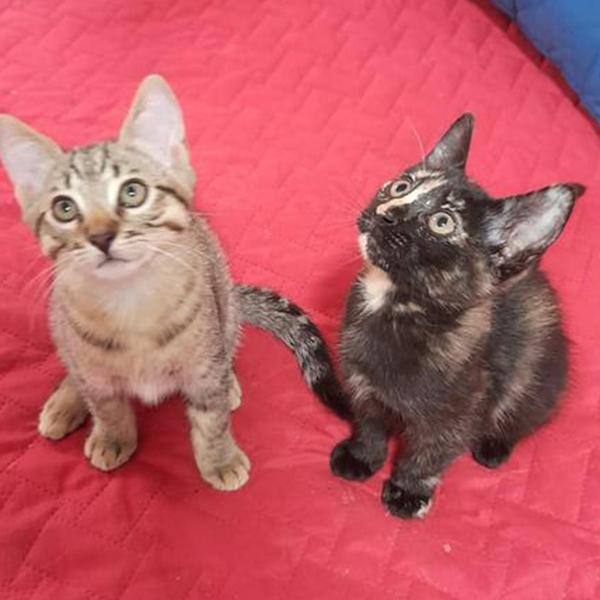 Asesoría para gatos y aves