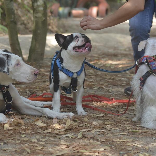 Cursos grupales / individuales